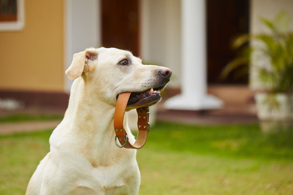 What You’ll Need To Buy for a New Golden Retriever